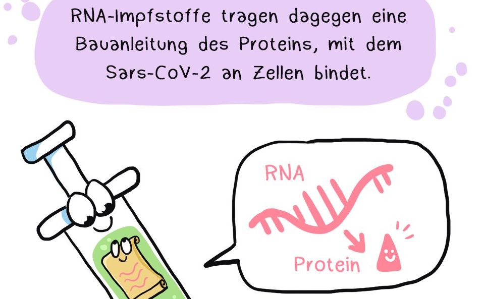 so funktioniert ein mRNA-Impfstoff - Grafik: Daniela Schreiter (Fuchskind) via: https://twitter.com/Fuchskind/status/1358417558504931330