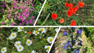 Klatschmohn, Kamille, Natternkopf, rote Lichtnelke