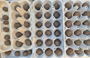 Frische Saatkugeln liegen zum Trocknen in Eierschachteln