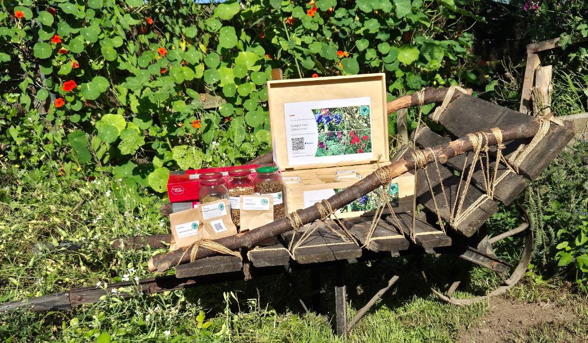 Unsere Saatgutkiste steht mit Saatmischungen in Gläsern und fertig abgepackten Saatkugeln auf einer alten, hölzernen Schubkarre vor einer Hecke voller Kapuzinerkresse.