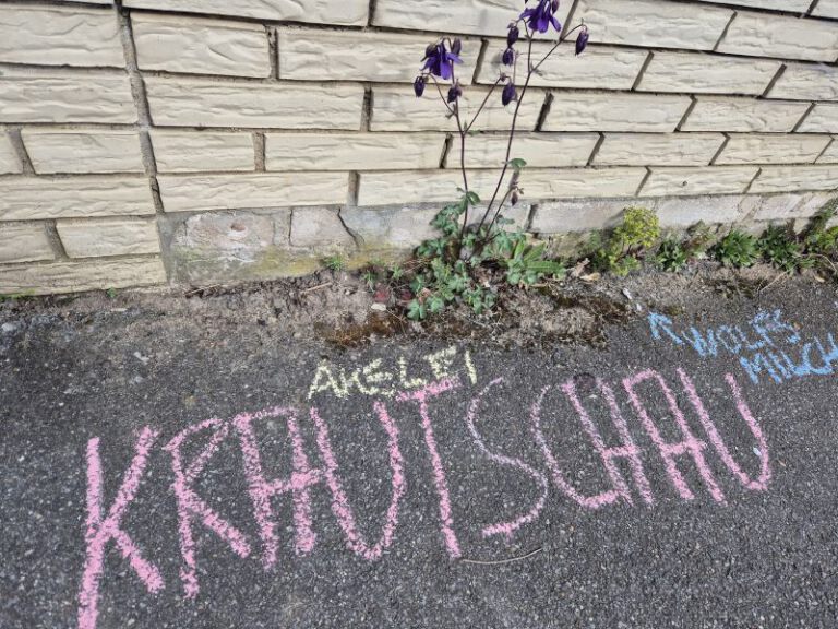 Das Bild zeigt eine Straße mit Asphalt, an der eine Steinmauer steht. Auf dem Asphalt sind mit Kreide geschriebene Worte zu sehen: "KRAUTSCHAU" in pink, "AKELEI" in gelb und " WOLFSMILCH" in blau. Zwischen den Wörtern wächst eine Akelei mit violetten Blüten. Die Mauer besteht aus hellbraunen Steinen. Der Ritze zwischen Mauer und Asphalt ist mit Gras und ein paar Pflanzen bedeckt.