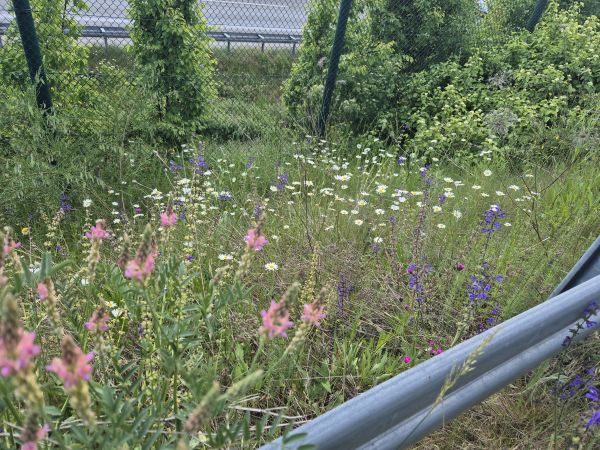 Das Bild zeigt eine üppige Wildblumenlandschaft am Straßenrand. Im Vordergrund sind verschiedene Wildblumen zu sehen, darunter weiße Wiesenmageriten und rosa Saat-Esparsetten, die inmitten grüner Gräser und Pflanzen wachsen. Violetter Wiesensalbei ist ebenfalls erkennbar. Im Hintergrund ist ein Metallzaun zu erkennen, der eine Autobahn begrenzt. Die Vegetation ist dicht und vielfältig, mit verschiedenen Größen und Formen von Pflanzen. Im vorderen Bereich ist ein Stück einer metallischen Leitplanke zu erkennen.