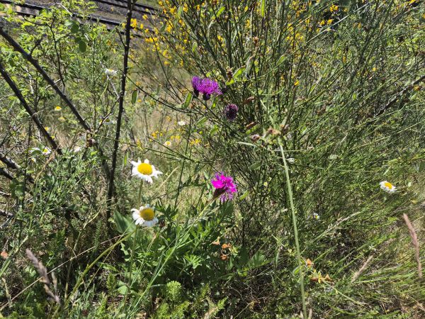 Das Bild zeigt eine Vielfalt an Wildblumen und Gräsern in einer natürlichen Umgebung. Im Vordergrund sind weiße Wiesenmageriten zu sehen, die sich durch ihre weißen Blütenblätter und gelbe Zentren auszeichnen. Daneben sind auch einige violette Blüten von Wiesenflockenblumen und Katäuser-Nelken zu erkennen. Die Pflanzen wachsen dicht beieinander, und einige haben dünne, spitzige Blätter. Im Hintergrund sind Besenginster mit gelben Blüten zu sehen. Im oberen Bereich des Bildes sind die Gleise einer Eisenbahn zu erkennen.