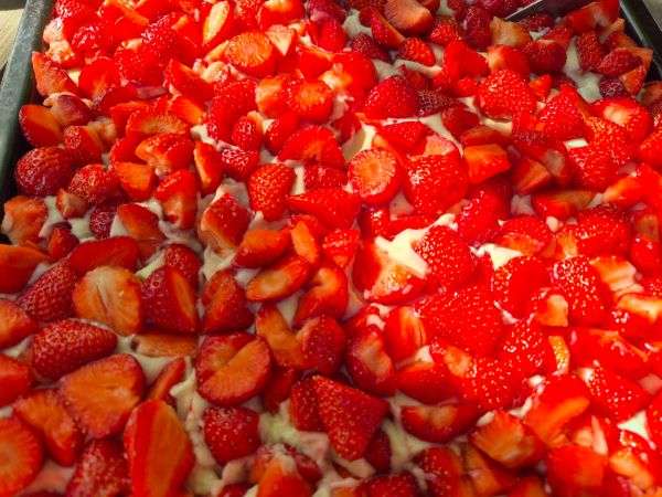 Das Bild zeigt eine Torte, die mit frischen, halbierten Erdbeeren bedeckt ist. Die Erdbeeren sind in verschiedene Stücke geschnitten und über eine weiße, cremige Puddingschicht verteilt. Die Erdbeeren sind rot und frisch, mit vielen Samen auf der Oberfläche, und sie bedecken die gesamte Oberfläche des Desserts. Die Farben sind lebhaft, mit einem starken Kontrast zwischen dem roten der Erdbeeren und dem weißen der Schicht darunter. Das Dessert befindet auf einem rechteckformigen Backblech.