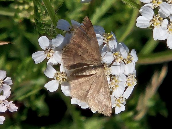Das Bild zeigt eine braune Schmetterlingsart, ggf. ein Wolfsmilchspanner, die auf einer Schafgarbenblüte sitzt. Der Schmetterling hat braune, leicht gefleckte Schwingen, die sich auf der Blüte ausbreiten. Die Blüte ist weiß mit fünf Blütenblättern und einem gelben Staubblatt im Zentrum. Der Hintergrund ist unscharf, was die Schmetterlinge und die Blüte im Vordergrund hervorhebt.