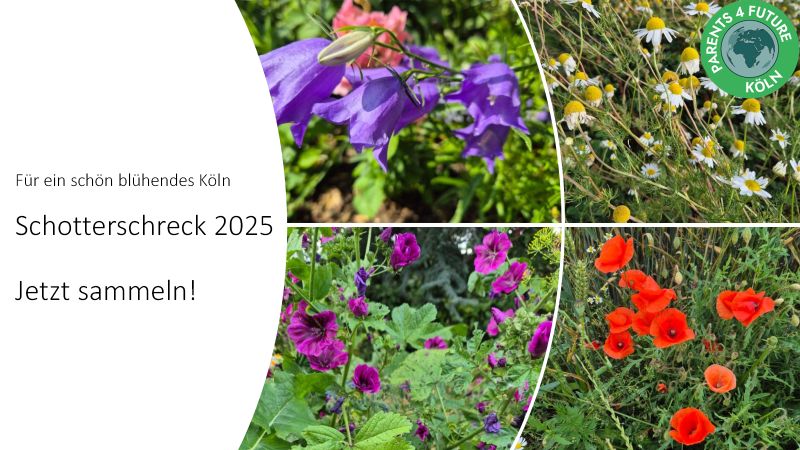 Das Bild zeigt eine Collage von vier verschiedenen Blumenarten, die in einem Kreis angeordnet sind. Im oberen linken Bereich sind violette Glockenblumen zu sehen, die in einem Gartenblumenbeet wachsen. Im oberen rechten Bereich sind weiße und gelbe Kamillenblüten in einer Wildblumenlandschaft zu sehen. Im unteren linken Bereich sind lila Blüten einer Malve in einem Blumenbeet zu sehen. Im unteren rechten Bereich sind rote Klatschmohnblüten in einer Wildblumenlandschaft zu sehen. Links neben der Collage steht der Text "Für ein schön blühendes Köln Schotterschreck 2025 Jetzt sammeln!" und im oberen rechten Bereich ist ein grüner Kreis mit dem Logo "Parents 4 Future Köln" zu sehen.