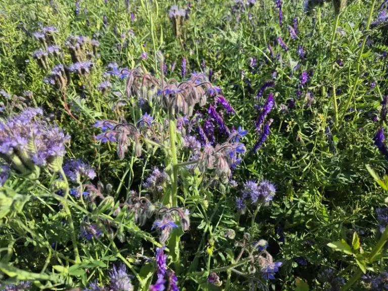 Ein kommunaler Blühstreifen mit Wicken, Borretsch, Bienenfreund, Kamille, Spitzwegerich und anderen Pflanzen
