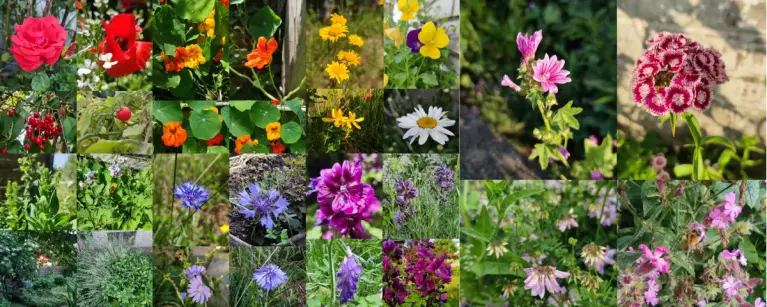 Eine bunte Blumenkollage mit den Primärfarben rot, orange, gelb, grün, blau, violett (lila), weiß und rosa