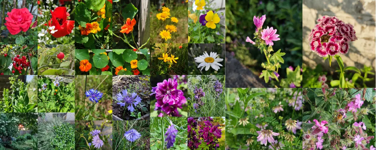 Eine bunte Blumenkollage mit den Primärfarben rot, orange, gelb, grün, blau, violett (lila), weiß und rosa